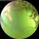 ./images/calvert/underwater/20260630/underwater20260630_163502M.jpg