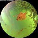 ./images/calvert/underwater/20260630/underwater20260630_170501M.jpg