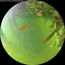 ./images/calvert/underwater/20260630/underwater20260630_175501M.jpg