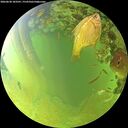 ./images/calvert/underwater/20260630/underwater20260630_183501M.jpg
