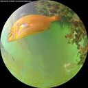 ./images/calvert/underwater/20260630/underwater20260630_195001M.jpg