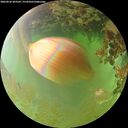 ./images/calvert/underwater/20260630/underwater20260630_203501M.jpg
