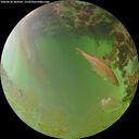 ./images/calvert/underwater/20260630/underwater20260630_204502M.jpg