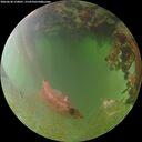./images/calvert/underwater/20260630/underwater20260630_210001M.jpg