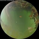 ./images/calvert/underwater/20260630/underwater20260630_210501M.jpg