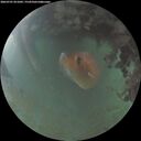 ./images/calvert/underwater/20260701/underwater20260701_051002M.jpg