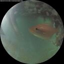 ./images/calvert/underwater/20260701/underwater20260701_051501M.jpg