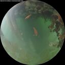 ./images/calvert/underwater/20260701/underwater20260701_054001M.jpg