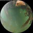./images/calvert/underwater/20260701/underwater20260701_054501M.jpg