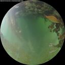 ./images/calvert/underwater/20260701/underwater20260701_061501M.jpg