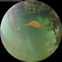 ./images/calvert/underwater/20260701/underwater20260701_062501M.jpg