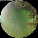 ./images/calvert/underwater/20260701/underwater20260701_063502M.jpg