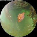 ./images/calvert/underwater/20260701/underwater20260701_064001M.jpg