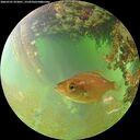 ./images/calvert/underwater/20260701/underwater20260701_072001M.jpg