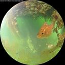 ./images/calvert/underwater/20260701/underwater20260701_074001M.jpg