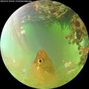 ./images/calvert/underwater/20260701/underwater20260701_103501M.jpg