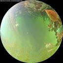 ./images/calvert/underwater/20260701/underwater20260701_105501M.jpg