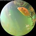 ./images/calvert/underwater/20260701/underwater20260701_110001M.jpg