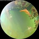 ./images/calvert/underwater/20260701/underwater20260701_111501M.jpg