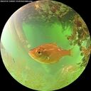 ./images/calvert/underwater/20260701/underwater20260701_120001M.jpg