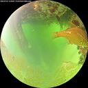 ./images/calvert/underwater/20260701/underwater20260701_122001M.jpg