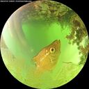 ./images/calvert/underwater/20260701/underwater20260701_130001M.jpg