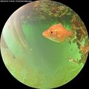 ./images/calvert/underwater/20260701/underwater20260701_173501M.jpg