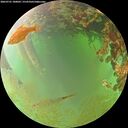./images/calvert/underwater/20260701/underwater20260701_180001M.jpg