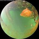 ./images/calvert/underwater/20260701/underwater20260701_181501M.jpg