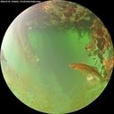 ./images/calvert/underwater/20260701/underwater20260701_192001M.jpg