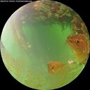 ./images/calvert/underwater/20260701/underwater20260701_193501M.jpg