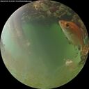 ./images/calvert/underwater/20260701/underwater20260701_211501M.jpg