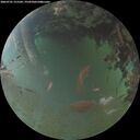 ./images/calvert/underwater/20260701/underwater20260701_215502M.jpg