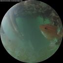 ./images/calvert/underwater/20260702/underwater20260702_054502M.jpg
