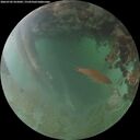 ./images/calvert/underwater/20260702/underwater20260702_055002M.jpg