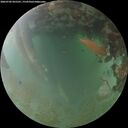./images/calvert/underwater/20260702/underwater20260702_055501M.jpg