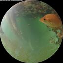 ./images/calvert/underwater/20260702/underwater20260702_061001M.jpg
