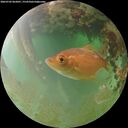 ./images/calvert/underwater/20260702/underwater20260702_062001M.jpg