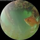 ./images/calvert/underwater/20260702/underwater20260702_062501M.jpg