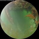 ./images/calvert/underwater/20260702/underwater20260702_063502M.jpg