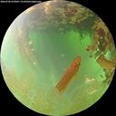 ./images/calvert/underwater/20260702/underwater20260702_073002M.jpg