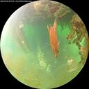 ./images/calvert/underwater/20260702/underwater20260702_091501M.jpg