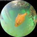 ./images/calvert/underwater/20260702/underwater20260702_172001M.jpg