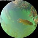 ./images/calvert/underwater/20260702/underwater20260702_184001M.jpg