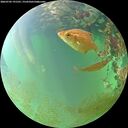 ./images/calvert/underwater/20260702/underwater20260702_191501M.jpg