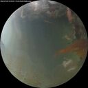 ./images/calvert/underwater/20260702/underwater20260702_215501M.jpg