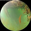 ./images/calvert/underwater/20260703/underwater20260703_072002M.jpg