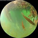 ./images/calvert/underwater/20260703/underwater20260703_082501M.jpg