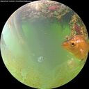 ./images/calvert/underwater/20260703/underwater20260703_135501M.jpg