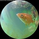 ./images/calvert/underwater/20260703/underwater20260703_175501M.jpg